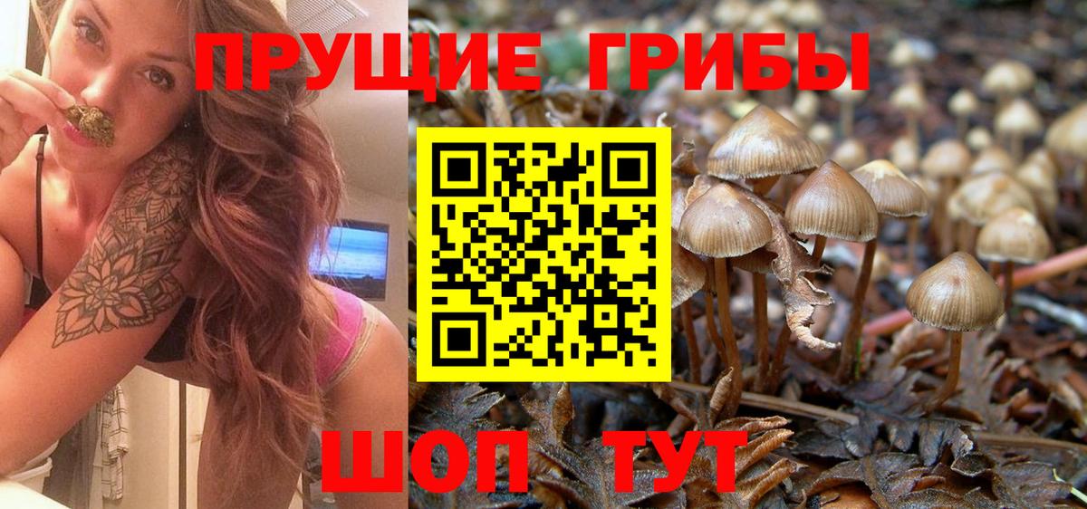 Галлюциногенные грибы Psilocybe  Вход с VPN  Качканар 